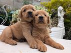 Golden Retriever Puppies