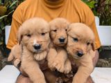 Golden Retriever Puppies