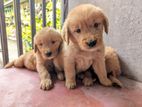 Golden Retriever Puppies