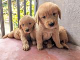 Golden Retriever Puppies