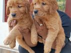 Golden Retriever Puppies