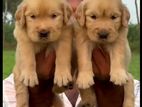 Golden Retriever Puppies