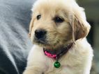 Golden Retriever puppies