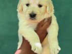 Golden Retriever Puppies