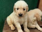 Golden Retriever Puppies