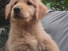 Golden Retriever puppies