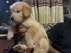 Golden Retriever Puppies