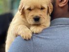 Golden Retriever Puppies