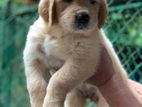 Golden Retriever Puppies