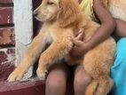 Golden Retriever Puppies