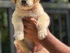 Golden Retriever Puppies