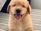 Golden Retriever Puppies