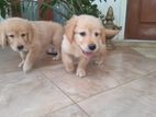 Golden Retriever Puppies