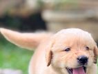 Golden Retriever Puppies