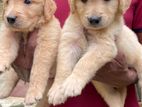 Golden Retriever Puppies
