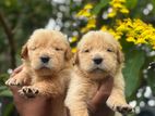 Golden Retriever Puppies