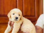 Golden retriever puppies