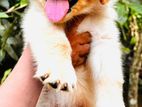 Golden Retriever Puppies