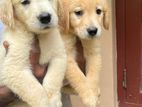 Golden Retriever Puppies