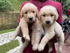 Golden Retriever Puppies