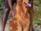 Golden retriever puppies