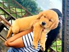 Golden Retriever Puppies