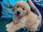 Golden Retriever Puppies