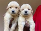 Golden Retriever Puppies