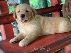Golden Retriever puppies