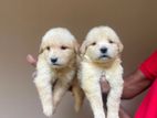 Golden Retriever Puppies