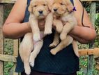 Golden Retriever Puppies