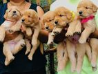 Golden Retriever Puppies