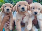 Golden Retriever Puppies