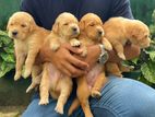 Golden Retriever Puppies