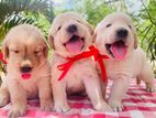 Golden Retriever Puppies