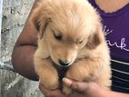 Golden Retriever Puppies