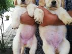 Golden Retriever Puppies