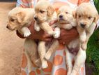 Golden Retriever Puppies