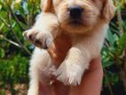 Golden Retriever Puppies