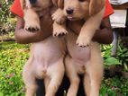 Golden Retriever Puppies