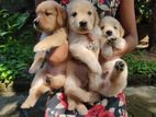 Golden Retriever Puppies