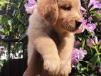 Golden Retriever Puppies