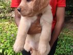 Golden Retriever Puppies