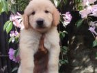 Golden Retriever Puppies