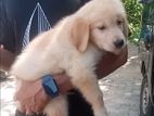 Golden Retriever Puppies