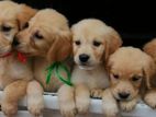 Golden Retriever Puppies