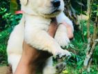 Golden Retriever Puppies