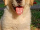 Golden Retriever Puppies