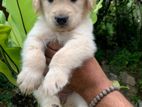 Golden Retriever Puppies