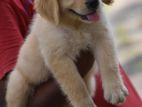 Golden Retriever puppies